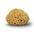 Honeycomb svamp 12 cm